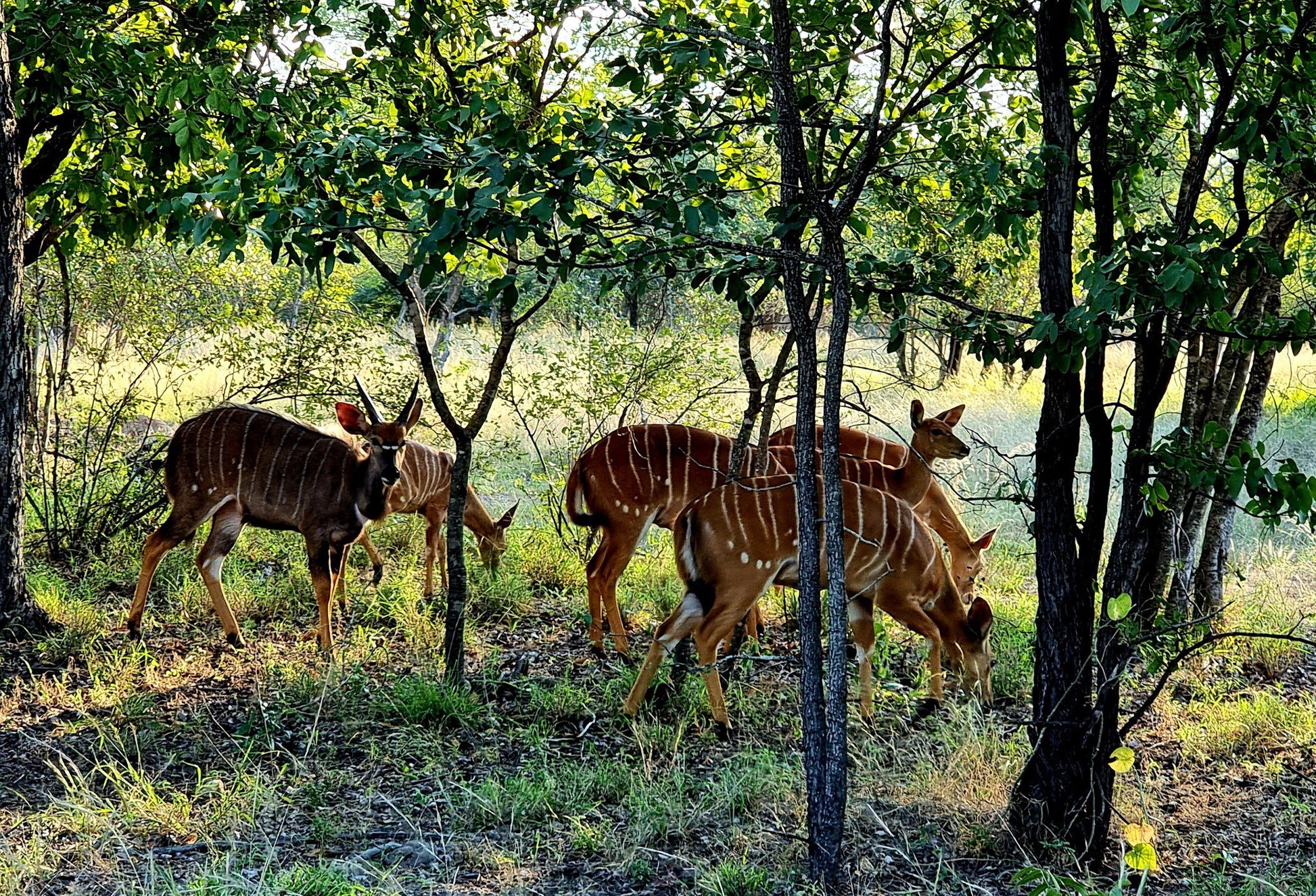  Hans Merensky Nature Reserve