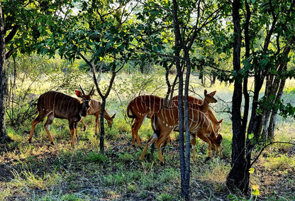  Hans Merensky Nature Reserve