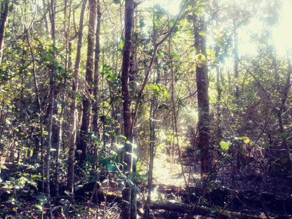 Harkerville Hut