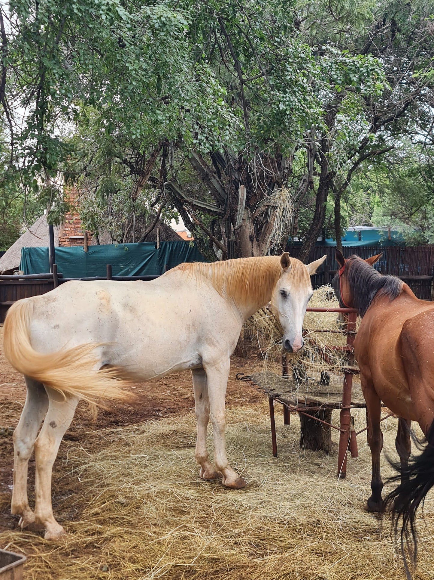  Harties Horse and Trail Safaris