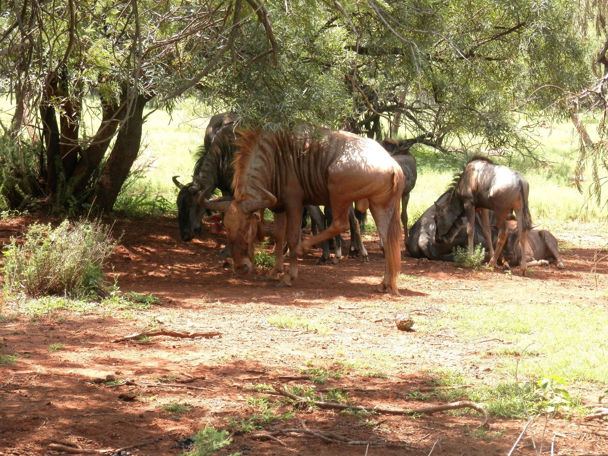  Harties Horse and Trail Safaris