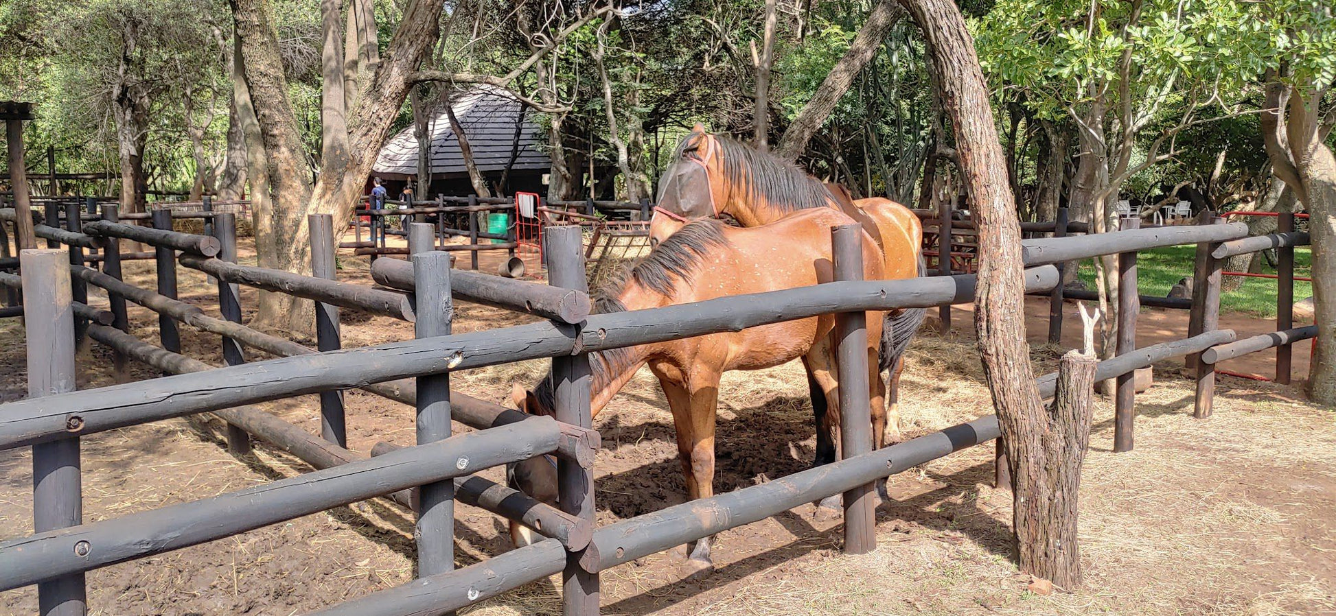  Harties Horse and Trail Safaris