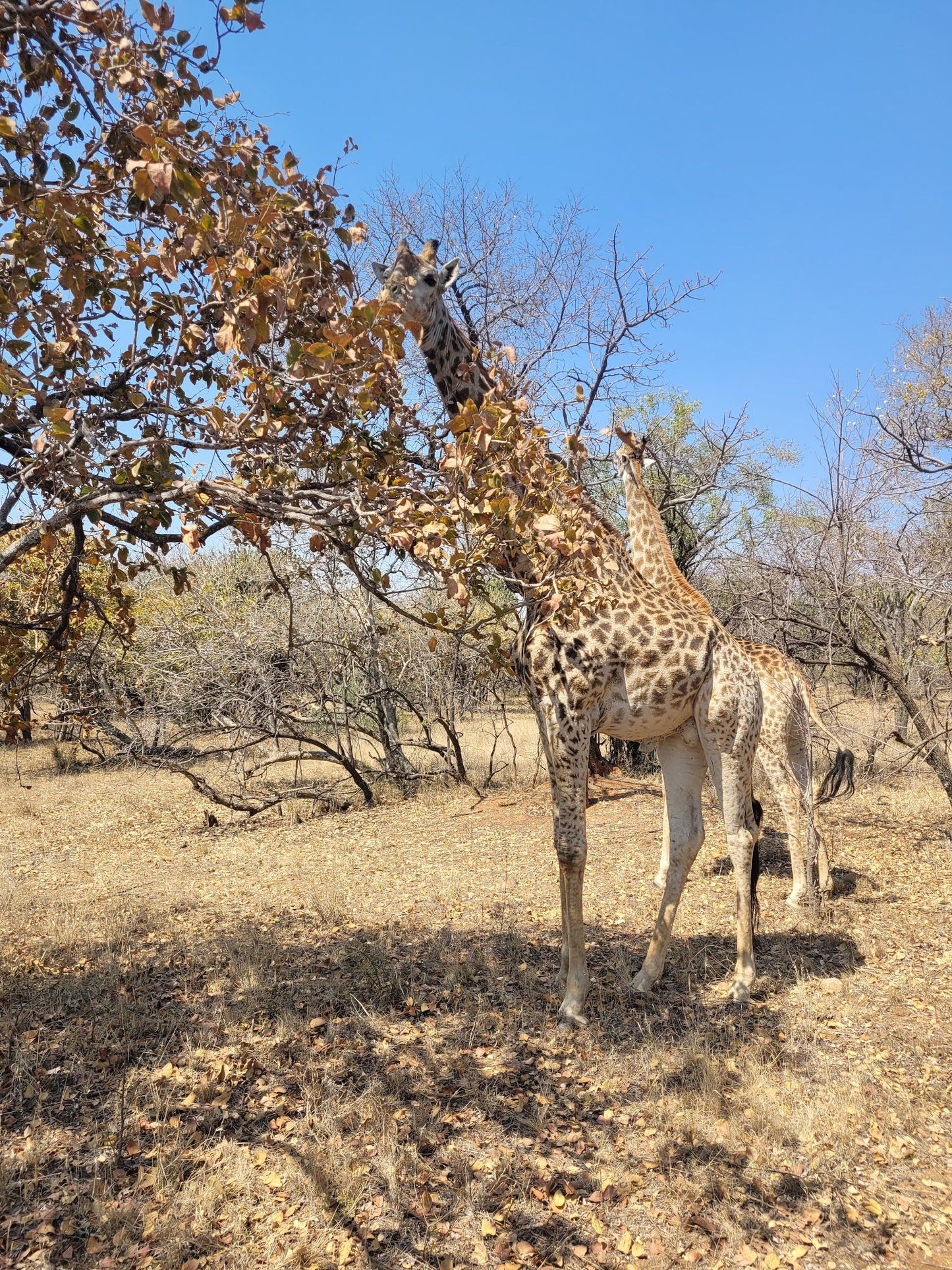  Harties Horse and Trail Safaris