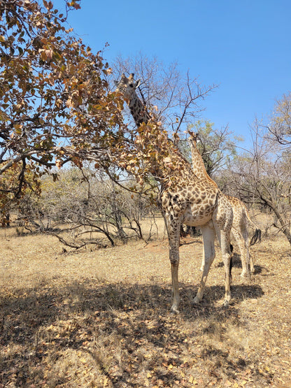  Harties Horse and Trail Safaris