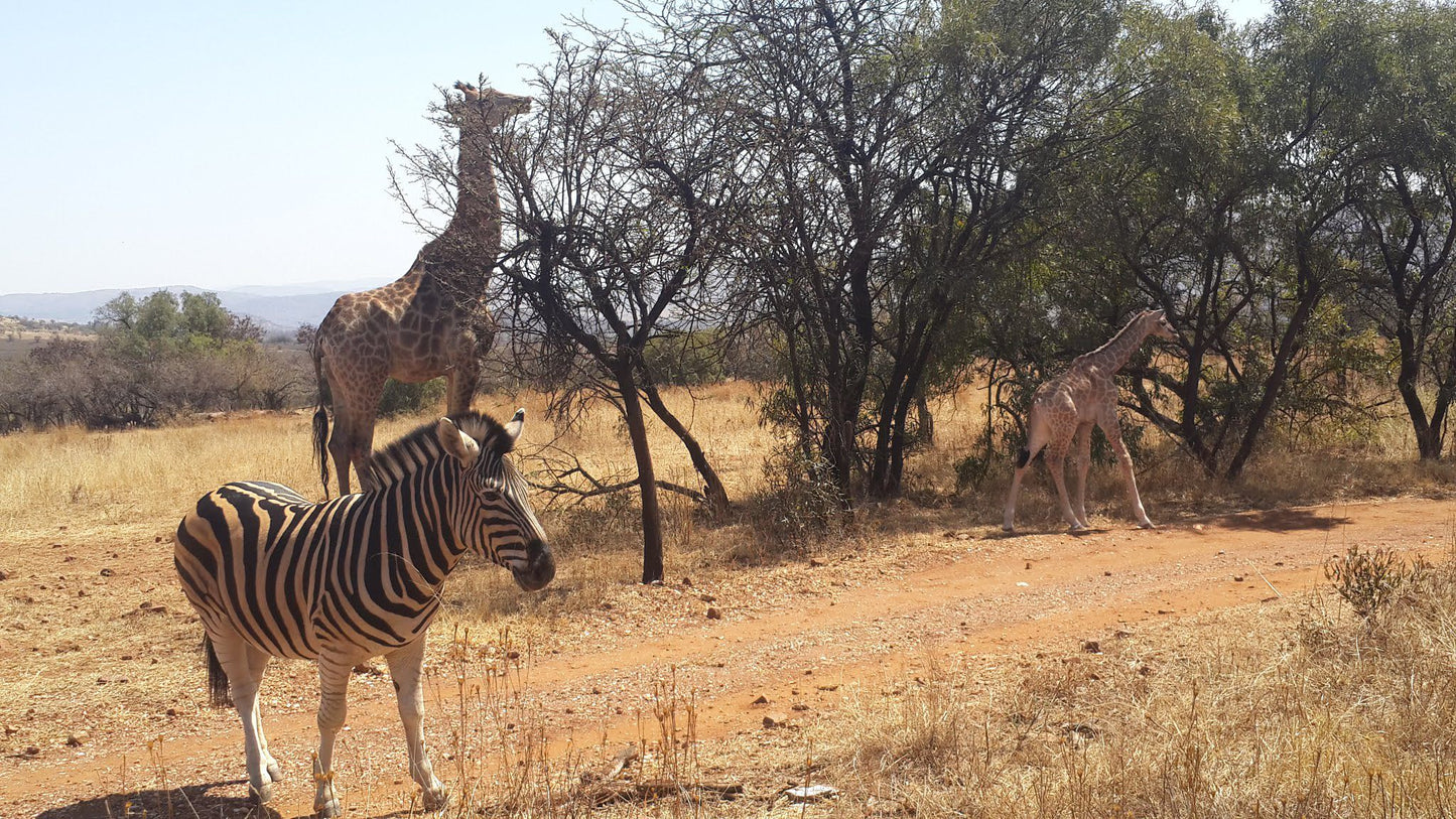  Harties Horse and Trail Safaris