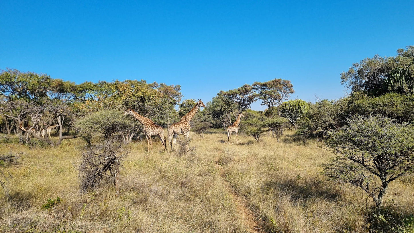  Harties Horse and Trail Safaris