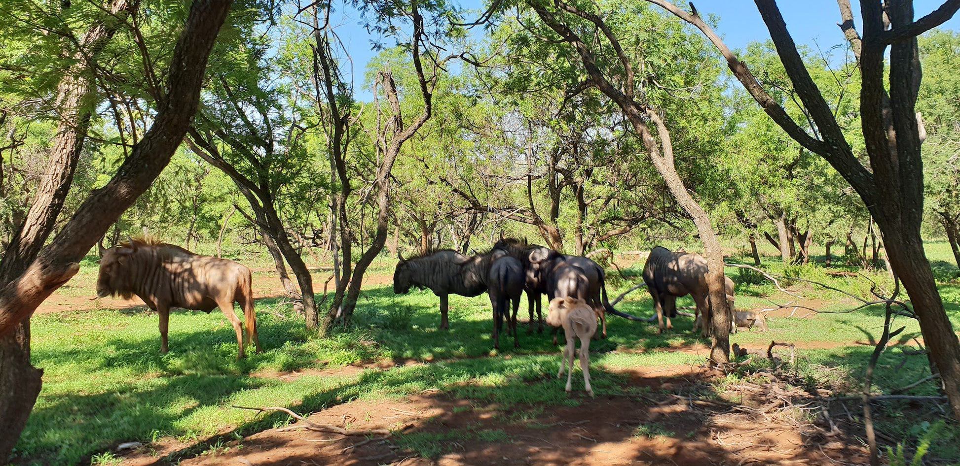  Harties Horse and Trail Safaris