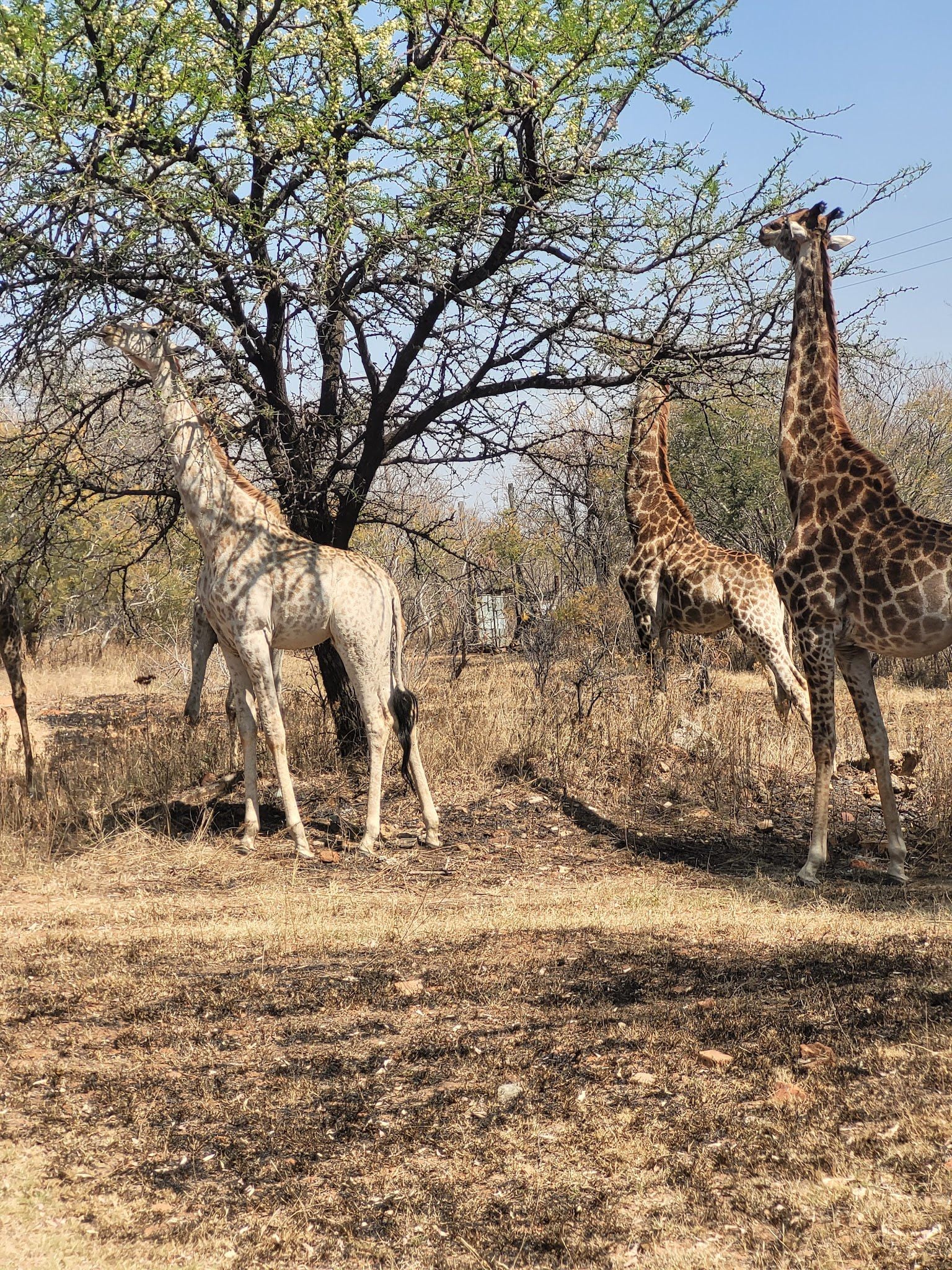  Harties Horse and Trail Safaris