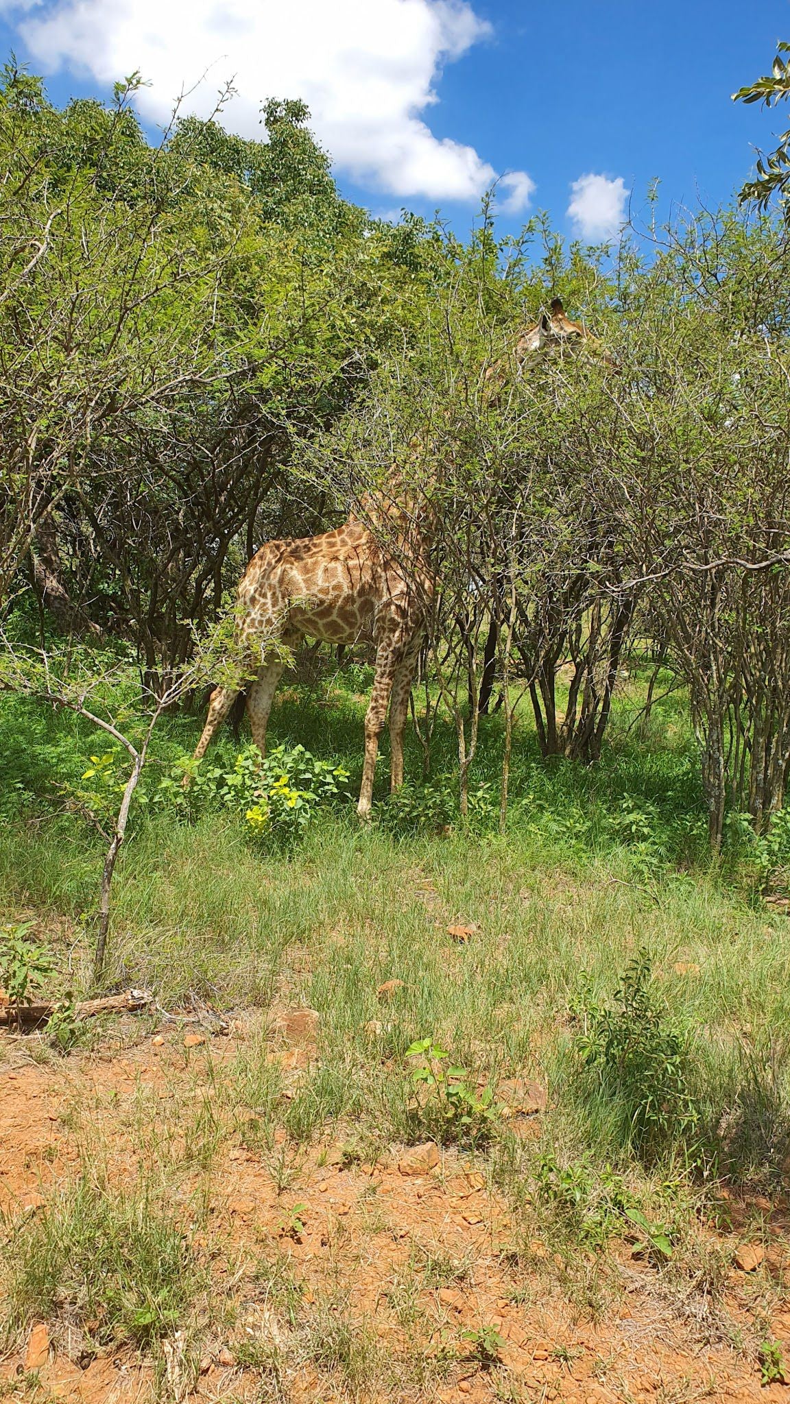  Harties Horse and Trail Safaris