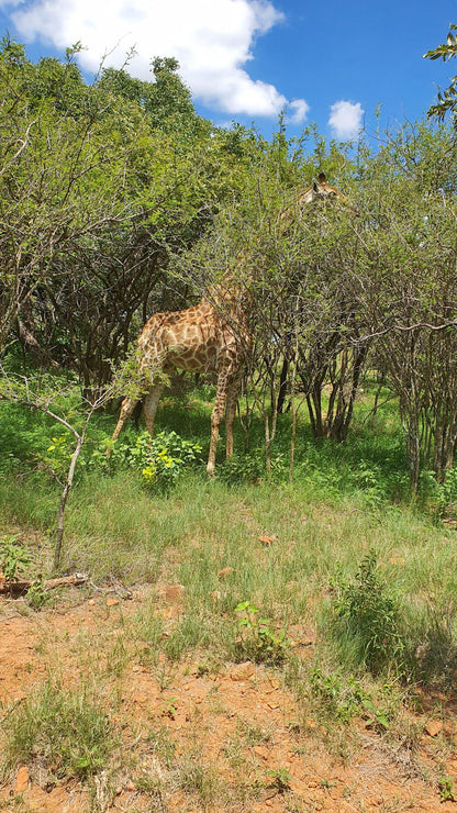  Harties Horse and Trail Safaris