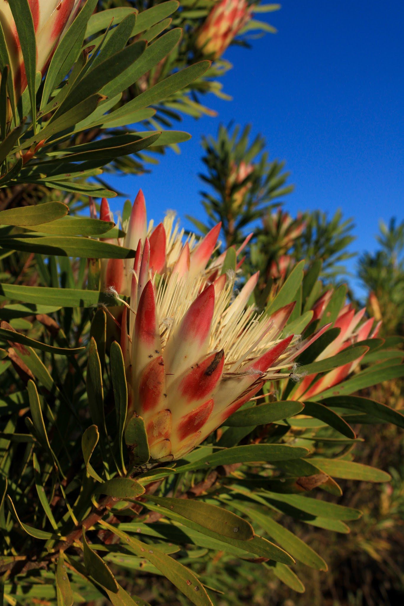  Helderberg Nature Reserve