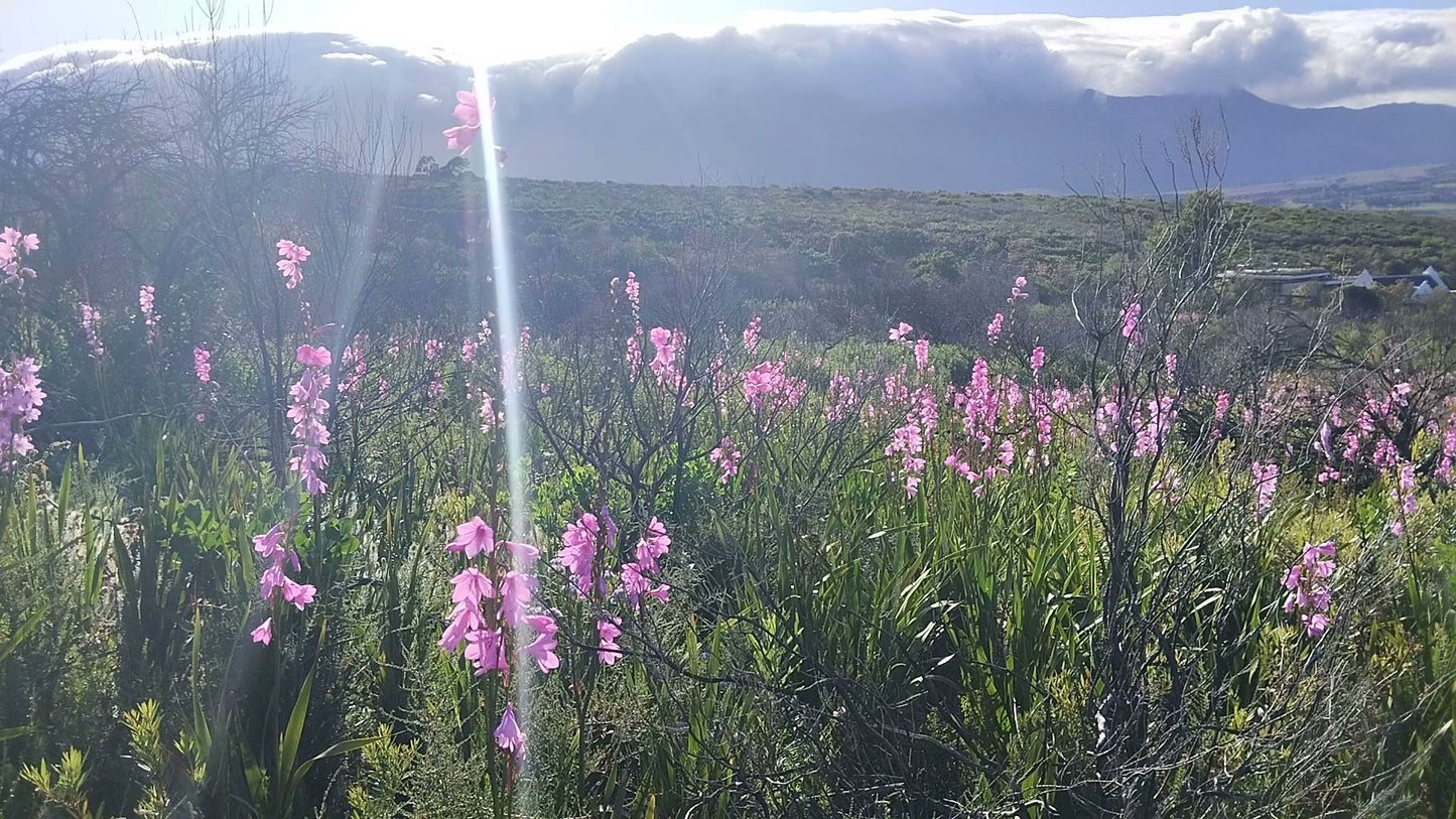  Helderberg Nature Reserve