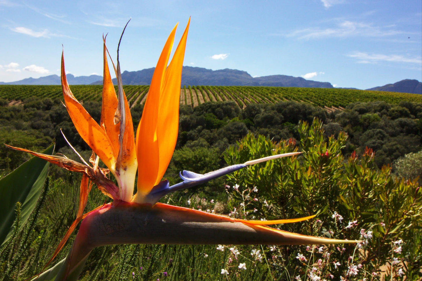  Hidden Valley Wines