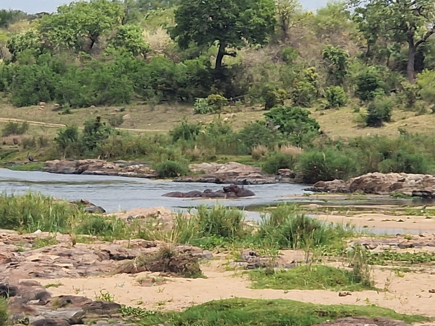  Hippo pools