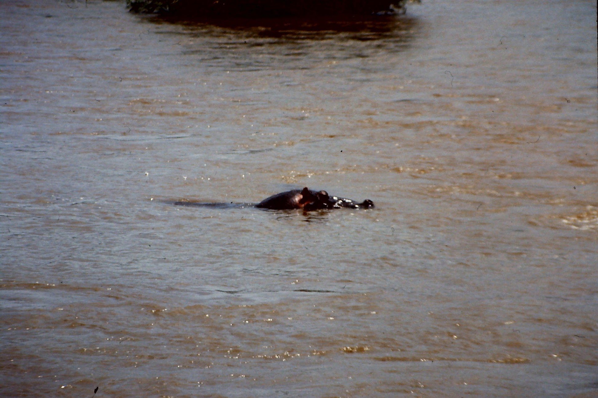  Hippo pools