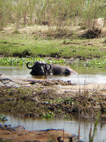  Hippo pools