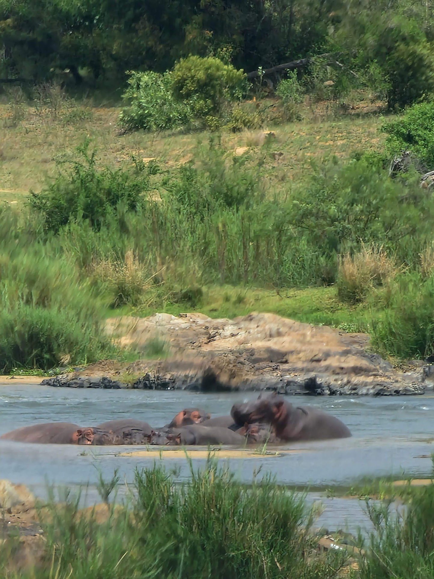  Hippo pools