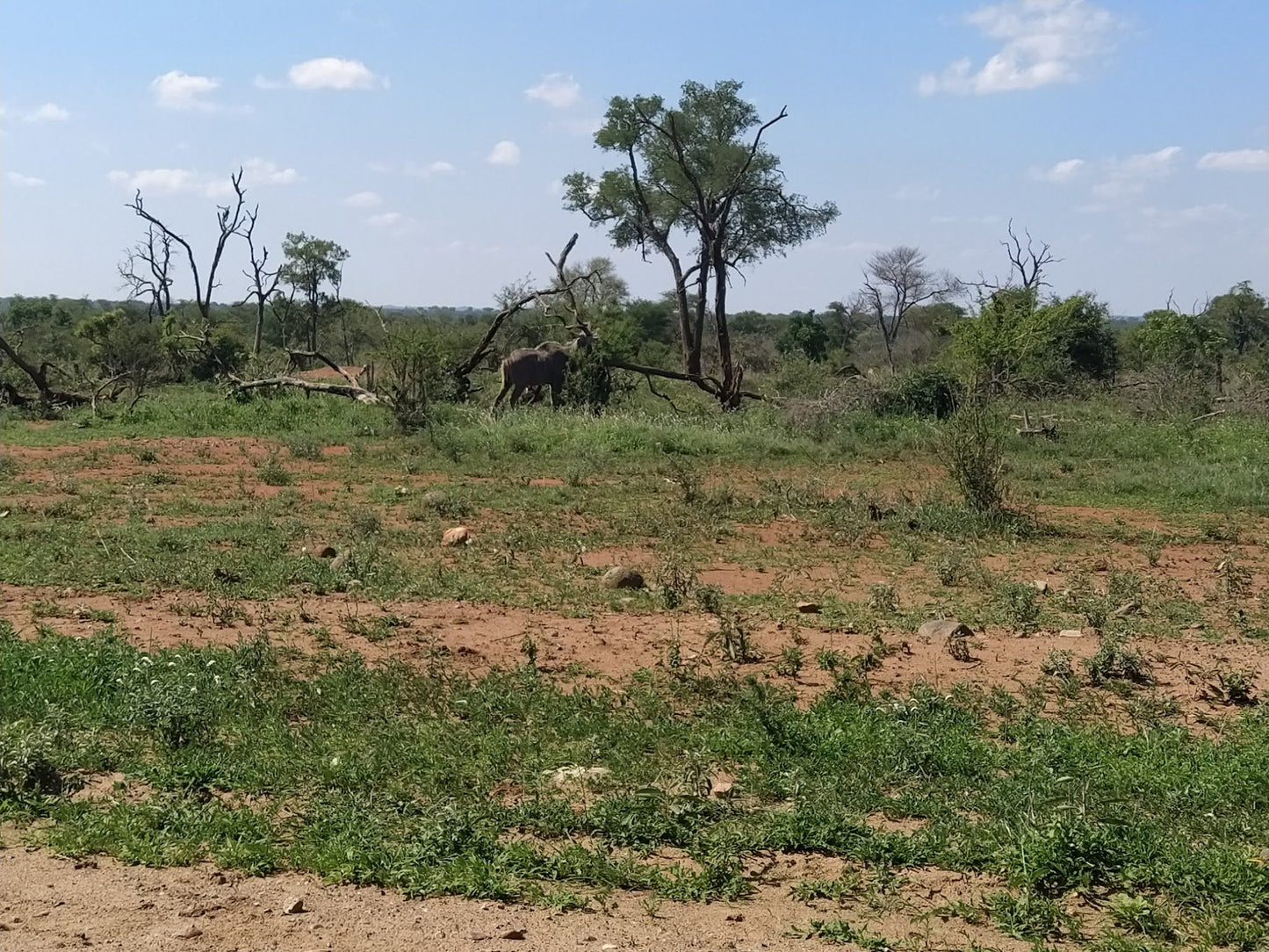  Hippo pools