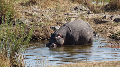  Hippo pools