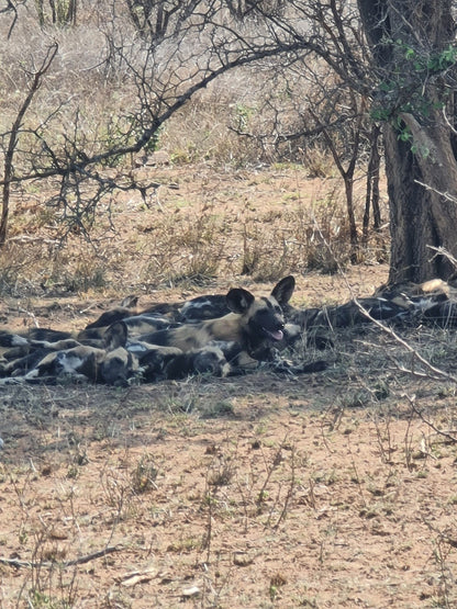  Hippo pools