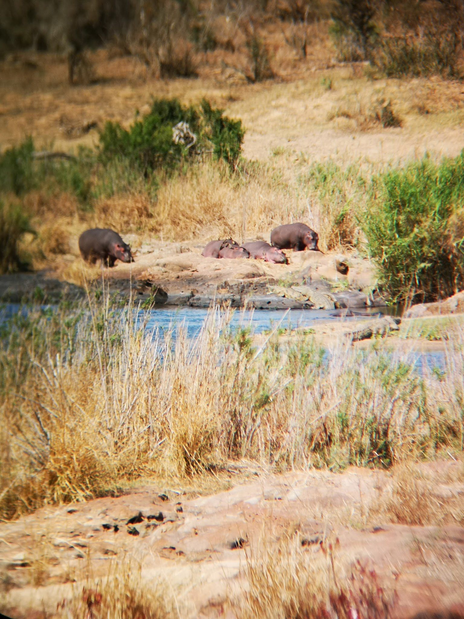  Hippo pools