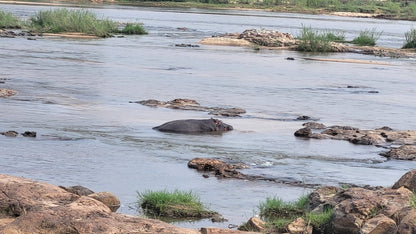  Hippo pools