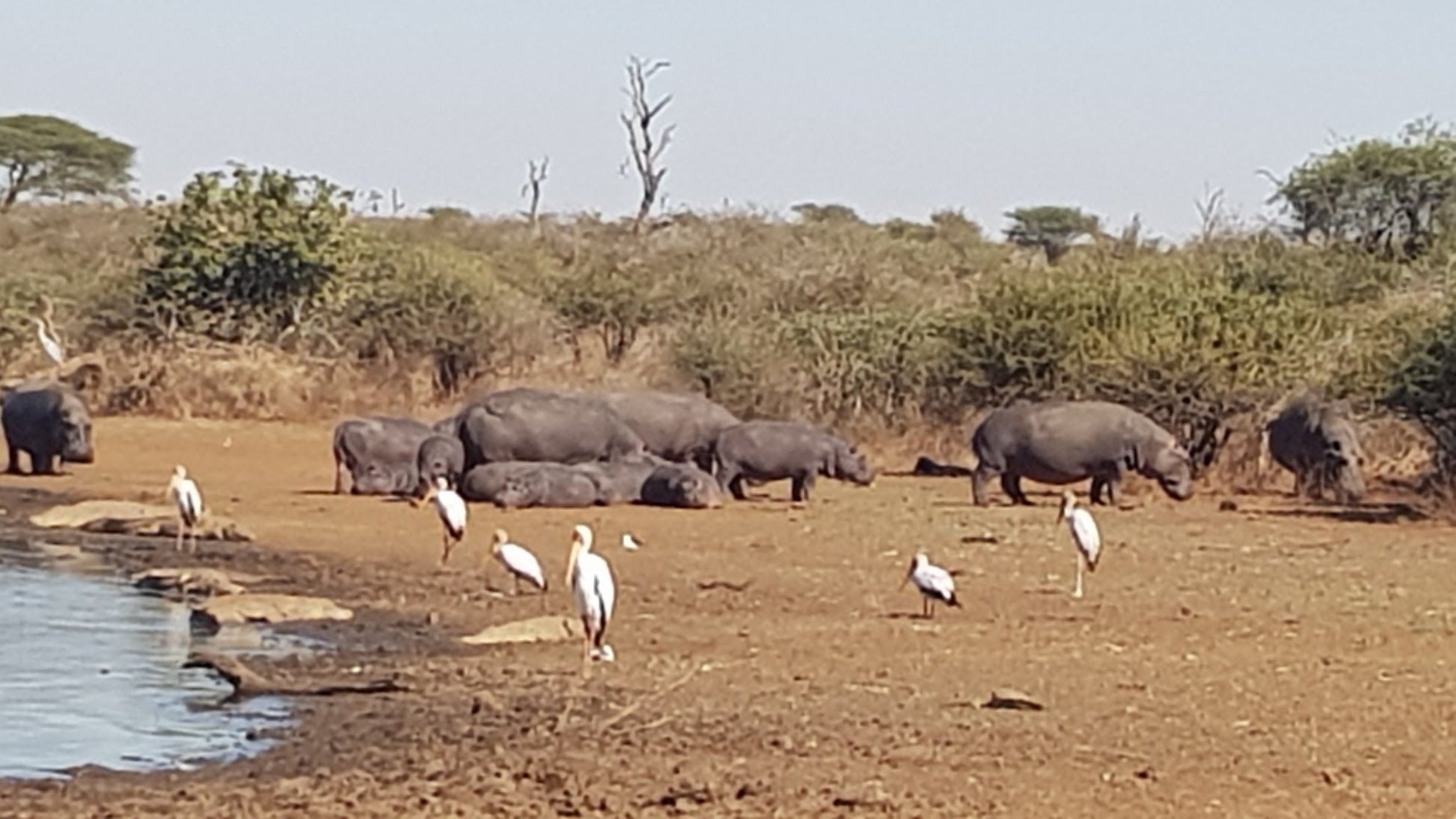  Hippo pools