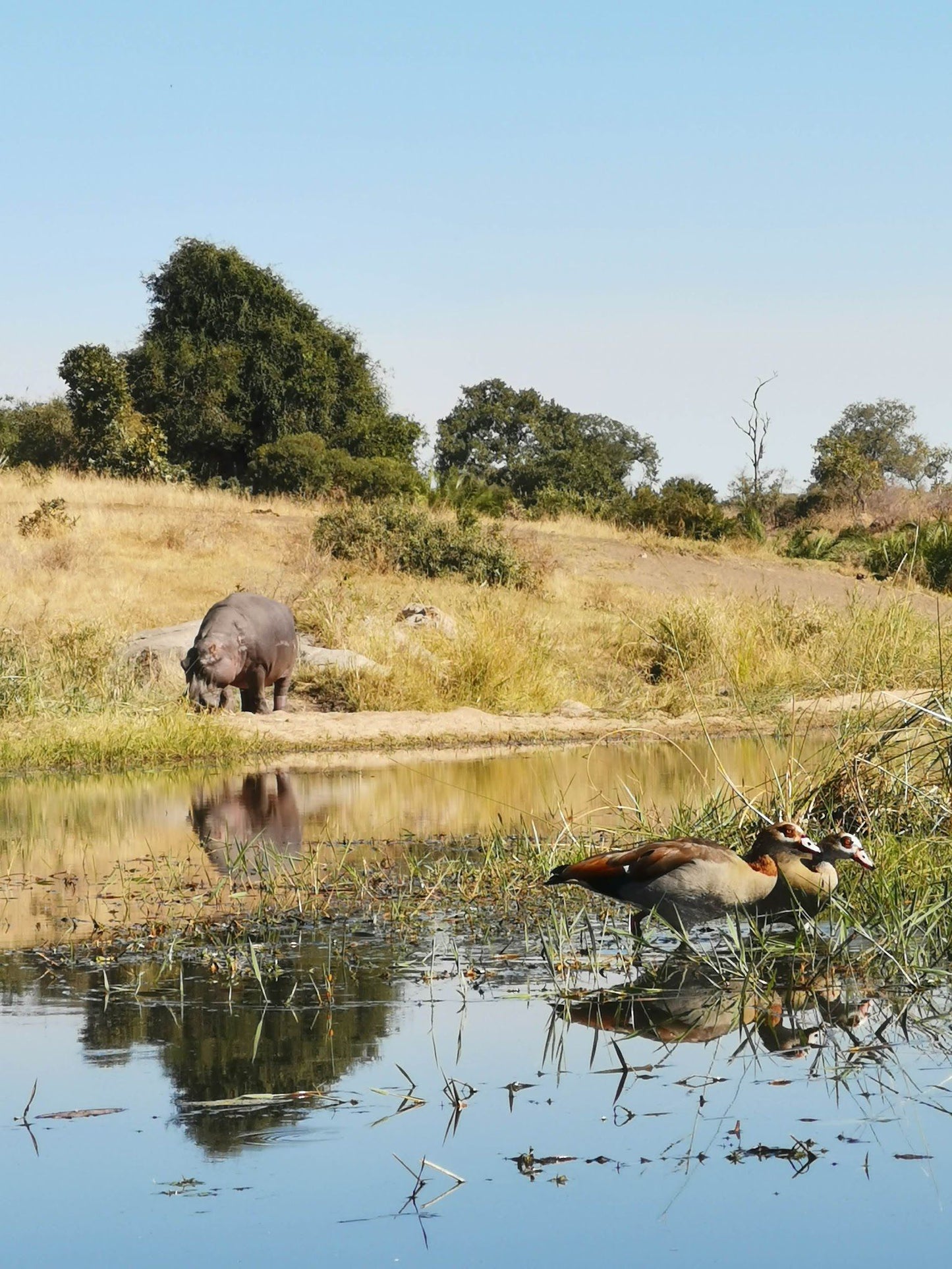  Hippo pools