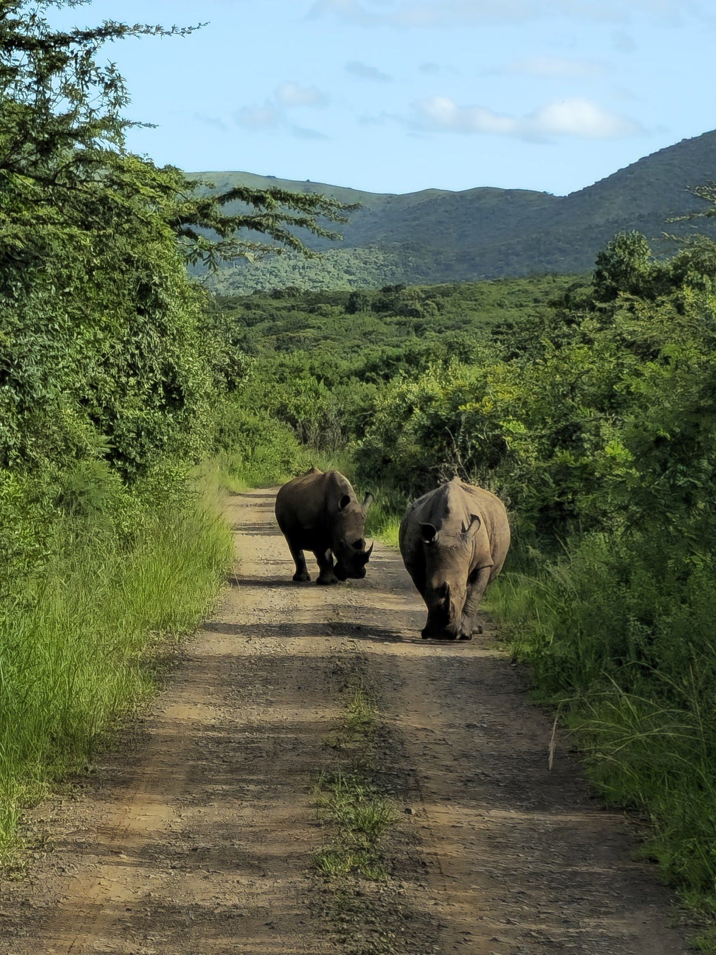  Hluhluwe Imfolozi Game Reserve