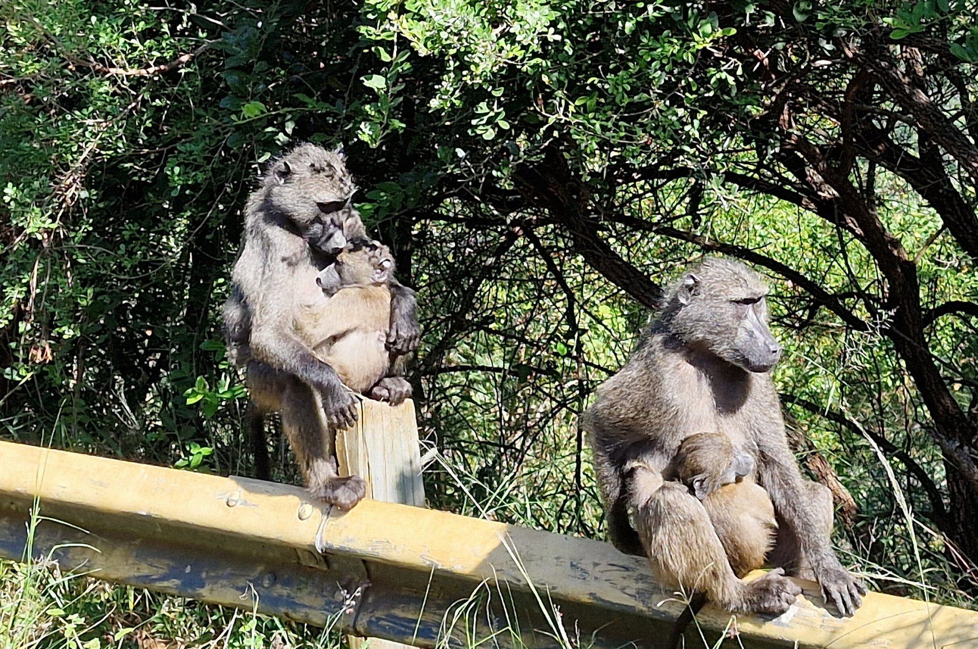  Hluhluwe Imfolozi Game Reserve