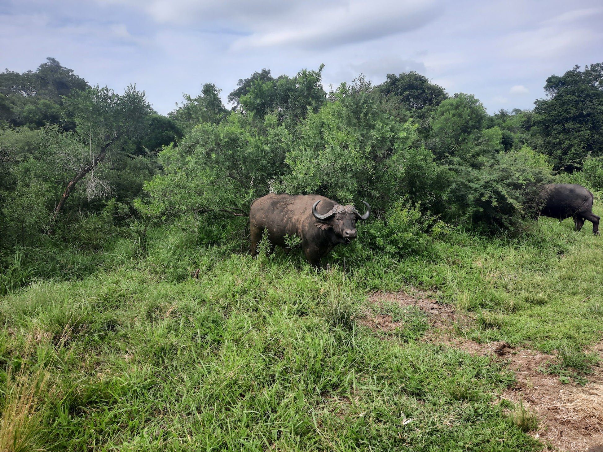  Hluhluwe Imfolozi Game Reserve