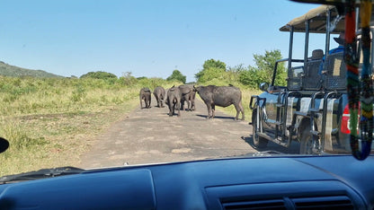  Hluhluwe Imfolozi Game Reserve