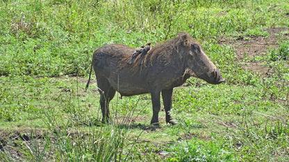  Hluhluwe Imfolozi Game Reserve