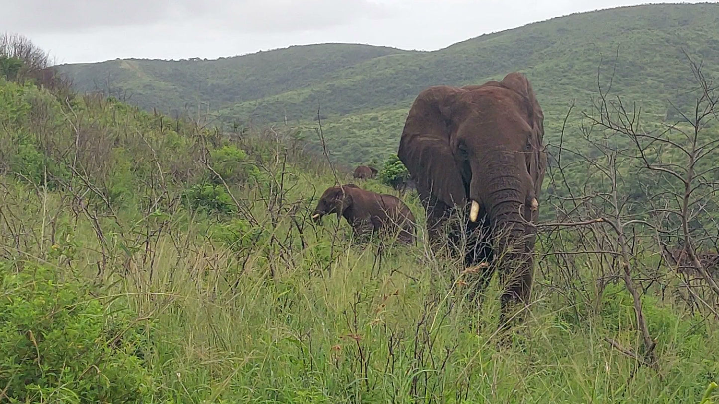  Hluhluwe Imfolozi Game Reserve