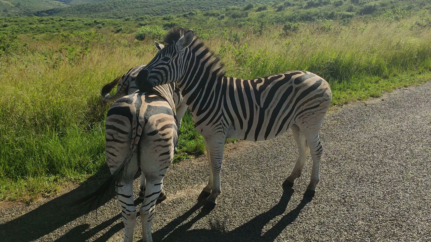  Hluhluwe Imfolozi Game Reserve