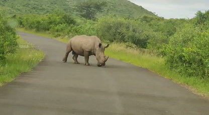  Hluhluwe Imfolozi Game Reserve