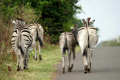  Hluhluwe Imfolozi Game Reserve