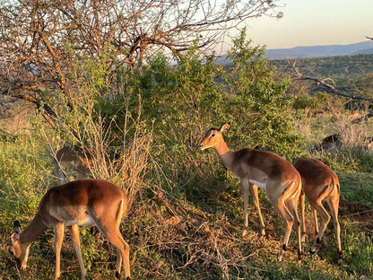  Hluhluwe Imfolozi Game Reserve