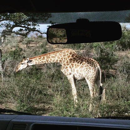  Hluhluwe Imfolozi Game Reserve