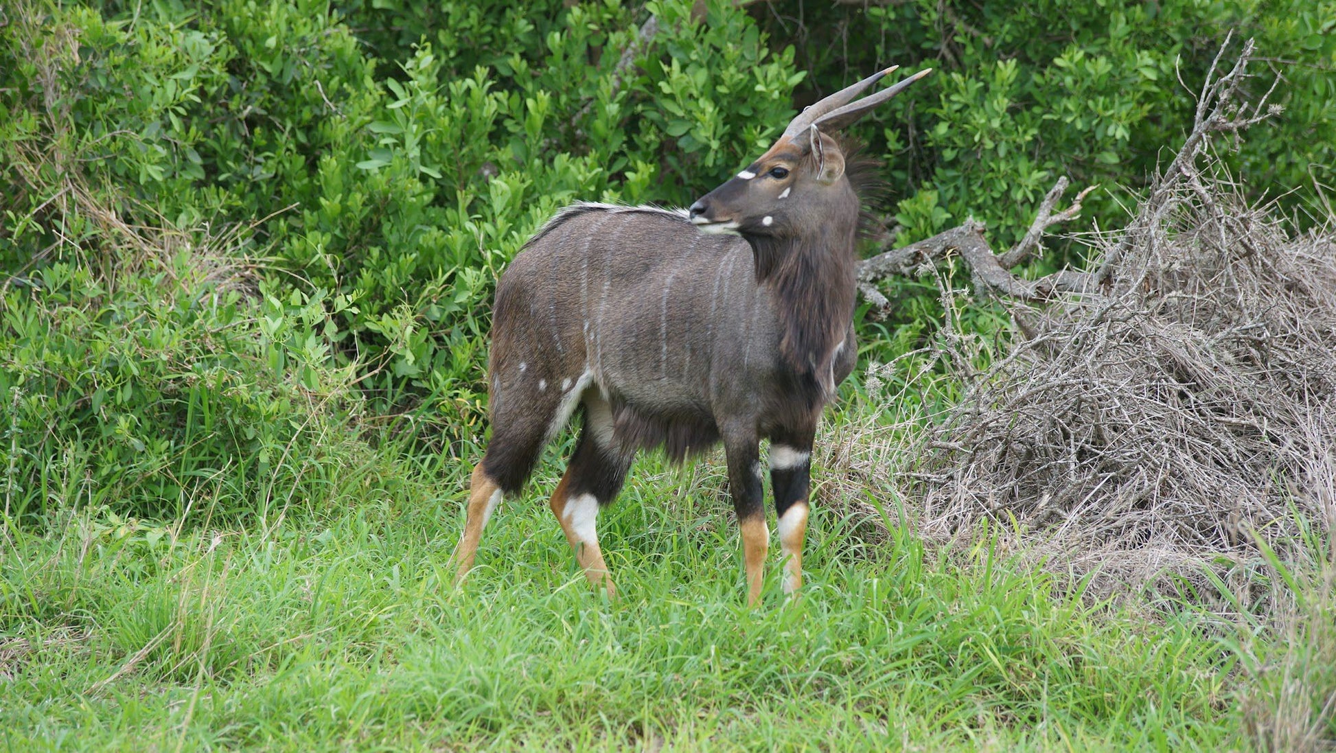  Hluhluwe Imfolozi Game Reserve