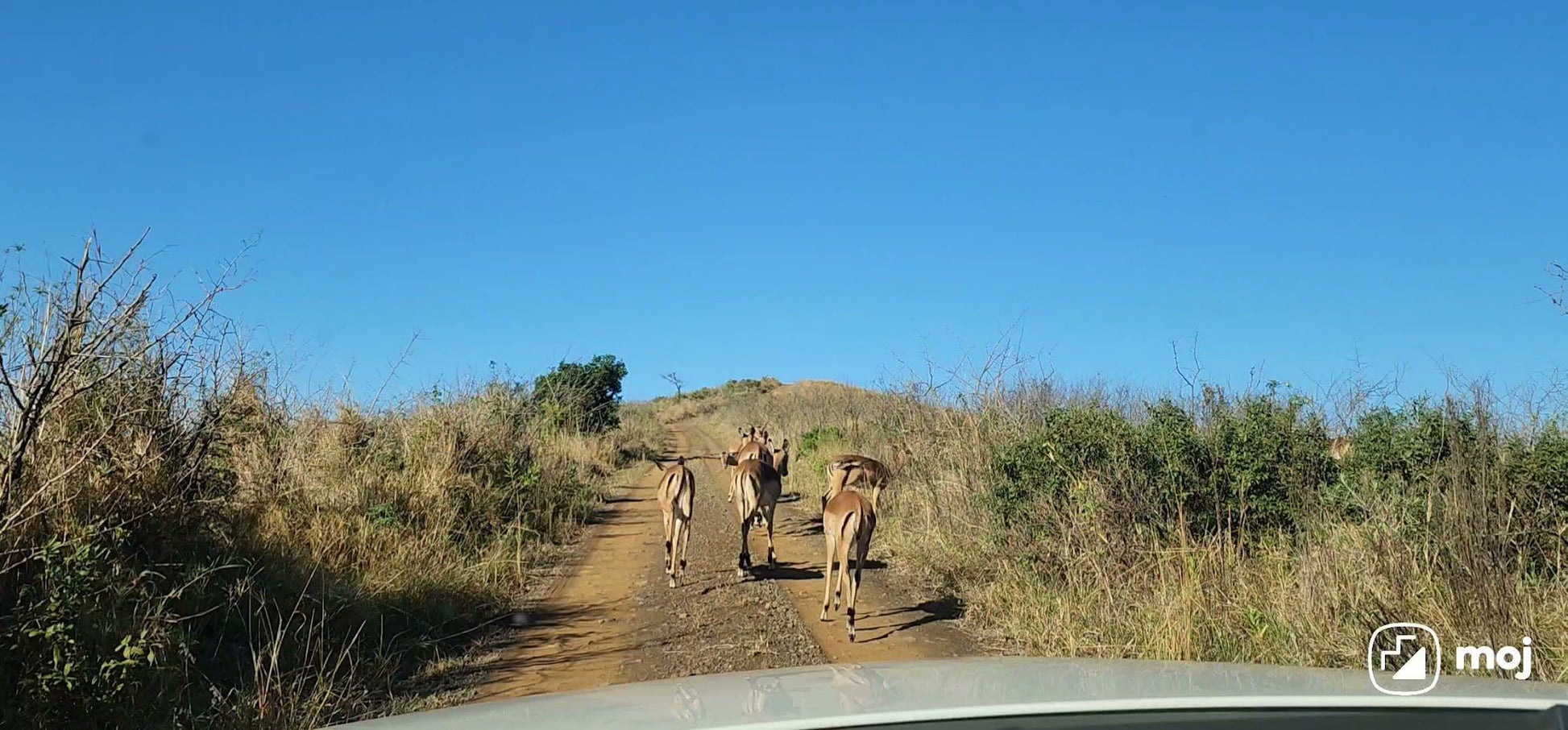  Hluhluwe Imfolozi Game Reserve