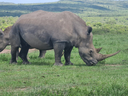  Hluhluwe Imfolozi Game Reserve