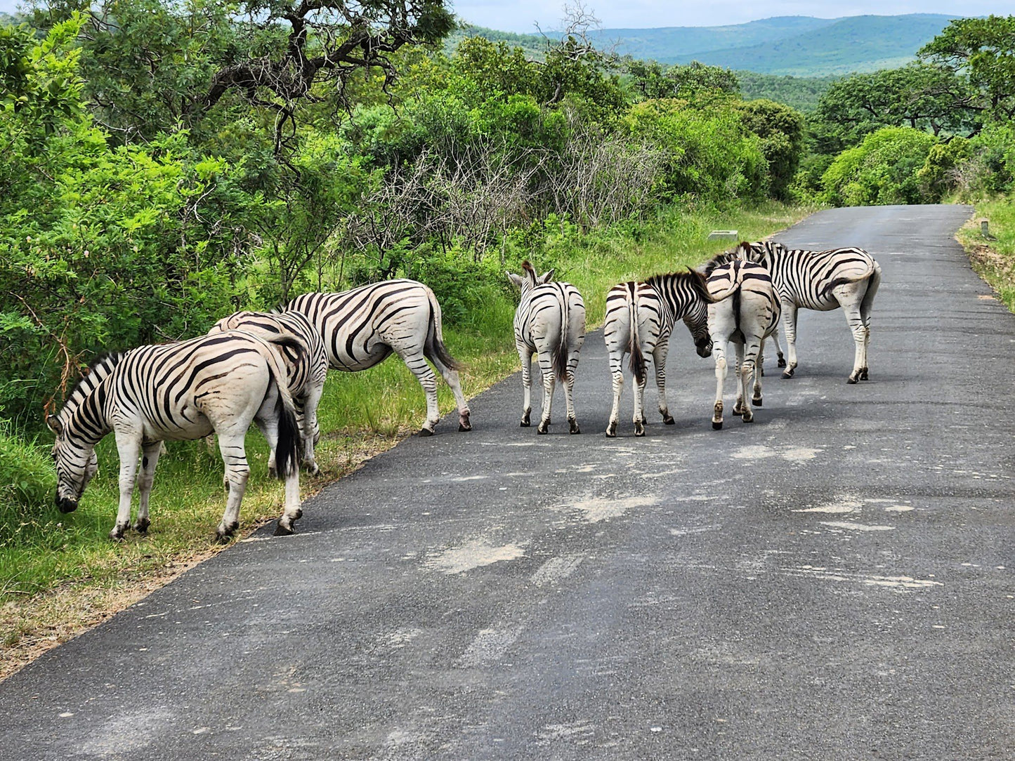  Hluhluwe Imfolozi Game Reserve