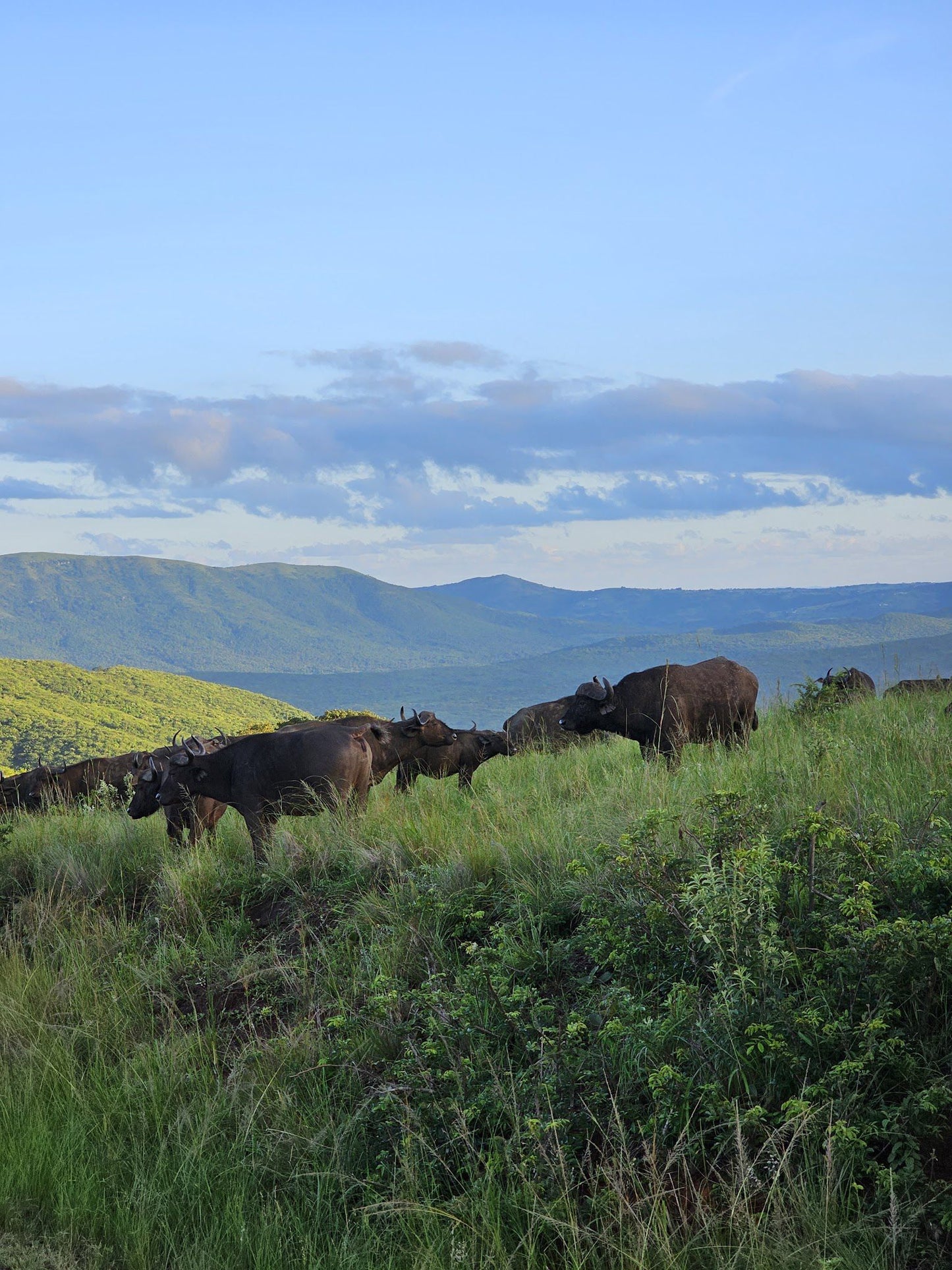  Hluhluwe Imfolozi Game Reserve