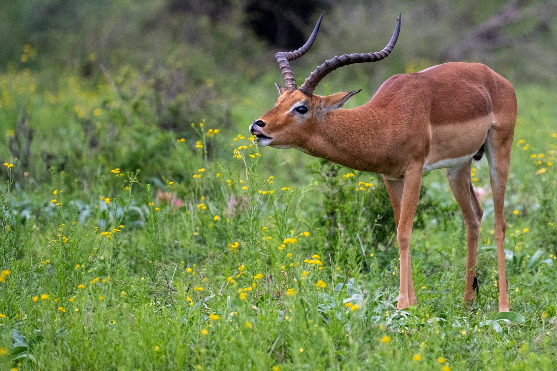  Hluhluwe Imfolozi Game Reserve