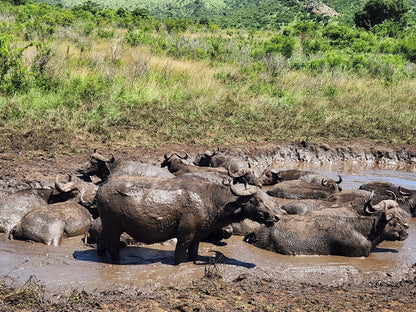  Hluhluwe Imfolozi Game Reserve