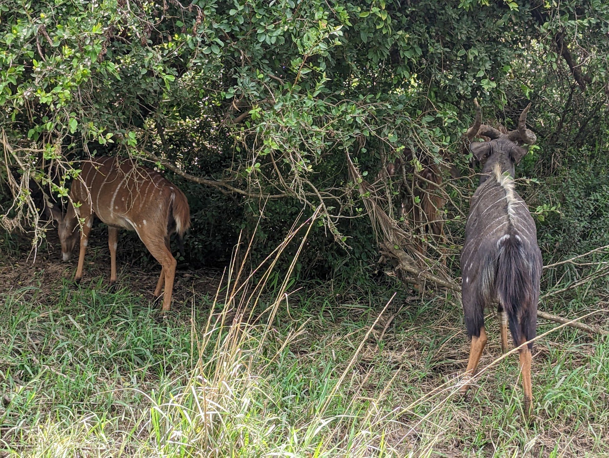  Hluhluwe Imfolozi Game Reserve