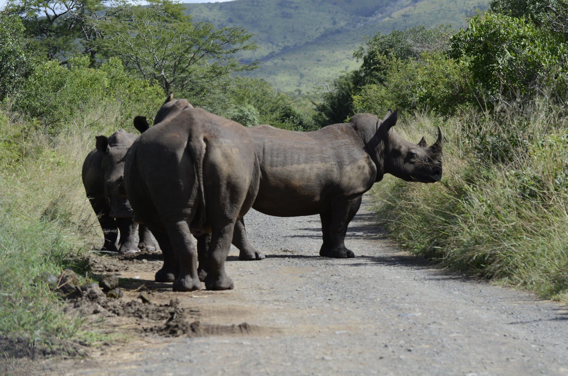  Hluhluwe Imfolozi Game Reserve