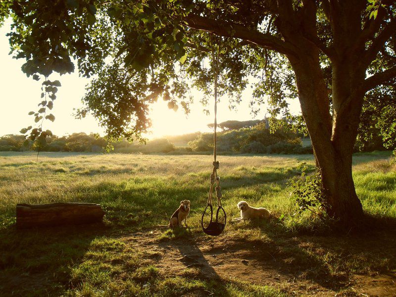 House At Pooh Corner Noordhoek Cape Town Western Cape South Africa Colorful, Tree, Plant, Nature, Wood, Sunset, Sky