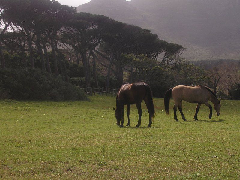 House At Pooh Corner Noordhoek Cape Town Western Cape South Africa Horse, Mammal, Animal, Herbivore